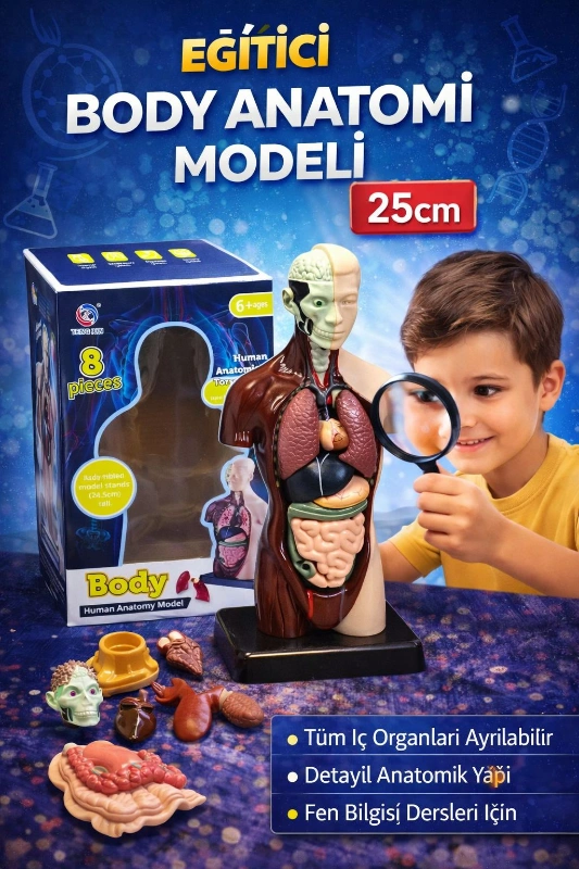 25CM BODY ANATOMY SET